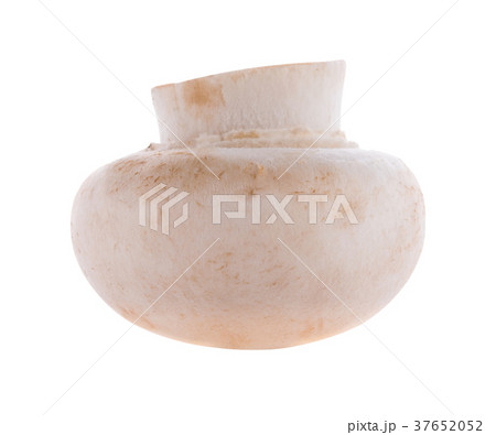 white Mushroom champignon isolated on white white Mushroom champignon isolated on white 37652052