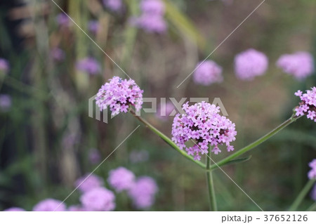 purple flower is beauty in the garden. purple flower is beauty in the garden. 37652126