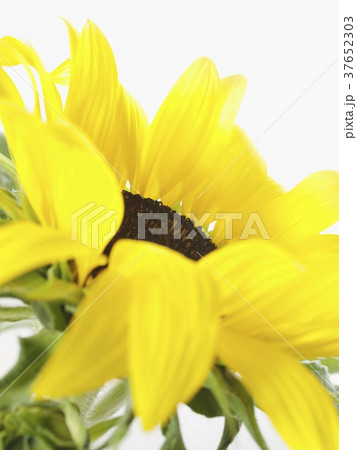 37652303
