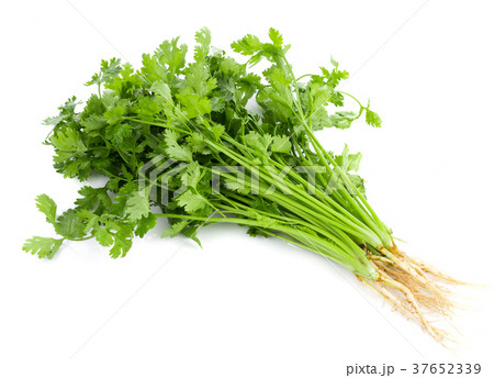 fresh coriander leaves on white background 37652339