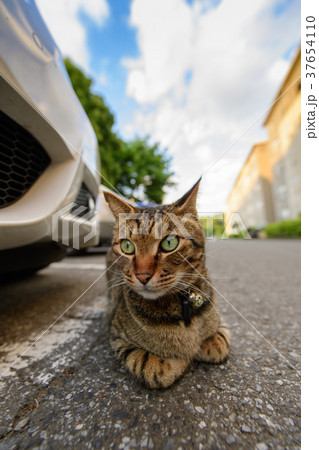 キジトラ猫 37654110