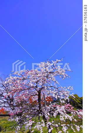 満開の源平しだれ桜 37656163