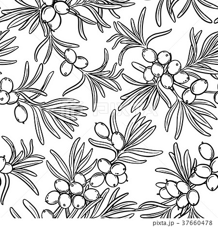 sea buckthorn seamless pattern sea buckthorn seamless pattern 37660478