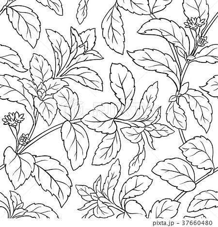 stevia seamless patter 37660480