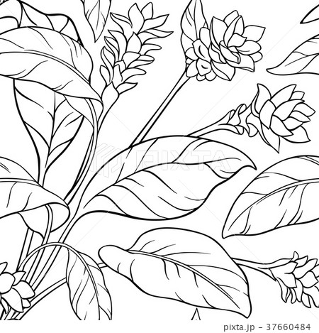 turmeric seamless pattern 37660484