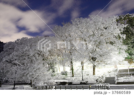 雪化粧した夜の花島公園 雪化粧した夜の花島公園 37660589