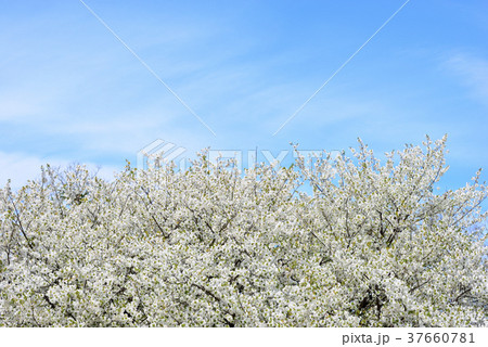 桜と空 桜と空 37660781