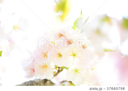 満開の桜と眩しい空 37660798