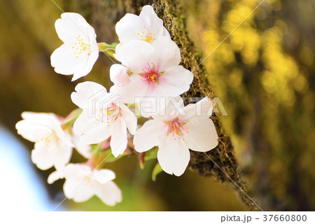 木の幹から咲く桜 37660800