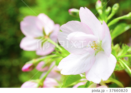 一輪の桜のクローズアップ(一才桜) 一輪の桜のクローズアップ(一才桜) 37660820