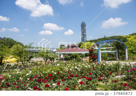 春の東山動植物園 37660872