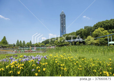 春の東山動植物園 春の東山動植物園 37660875