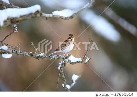 カシラダカ カシラダカ 37661014
