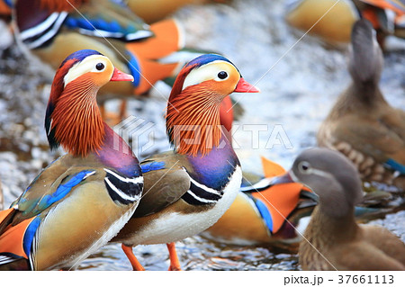 オシドリ オシドリ 37661113