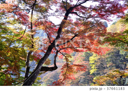 紅葉した香嵐渓のもみじ 紅葉した香嵐渓のもみじ 37661183