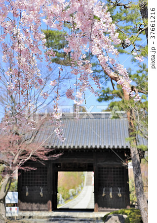輪王寺　仁王門と桜　 37661216