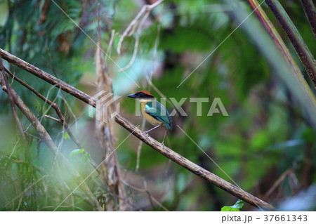 カオグロヤイロチョウ カオグロヤイロチョウ 37661343