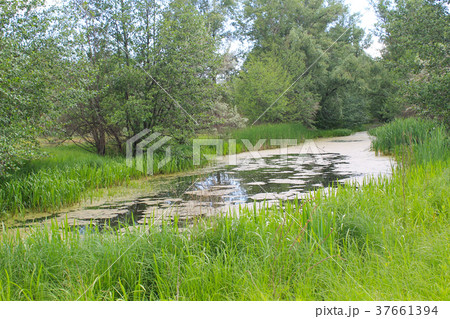 Small river overgrown with duckweed 37661394
