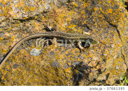 Lizard on the stone 37661395