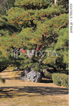 伊勢神宮内宮 神苑のさざれ石の写真素材