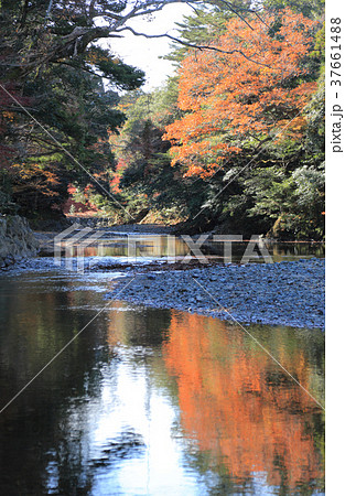 伊勢神宮内宮 五十鈴川御手洗場から上流を見る 37661488