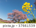 菜の花と桜 37661539