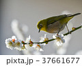 【鳥】メジロと梅（１４） 37661677