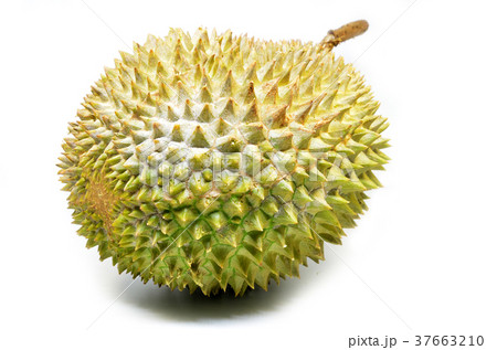 Durian fruit isolated on white background Durian fruit isolated on white background 37663210