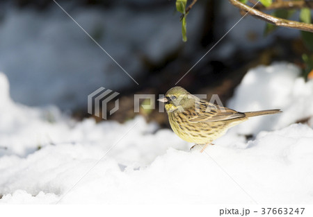 雪の上のアオジ 37663247
