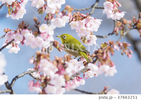 寒桜とメジロ 37663251