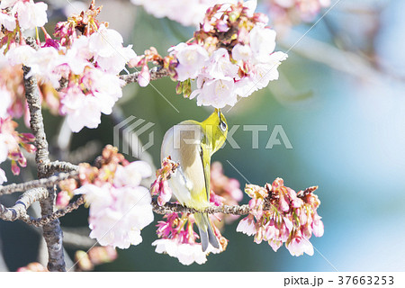 寒桜とメジロ 37663253