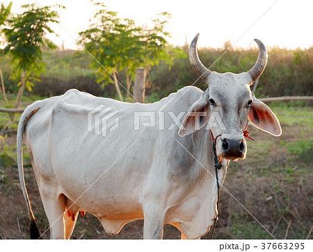 Cow with horn Cow with horn 37663295