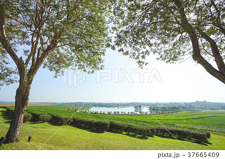 Beautiful view tree and tea plantation with lake Beautiful view tree and tea plantation with lake 37665409