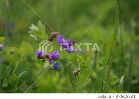 ハマエンドウ 37665531