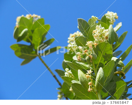white Giant Indian Milkweed, Crown Flowers white Giant Indian Milkweed, Crown Flowers 37665847
