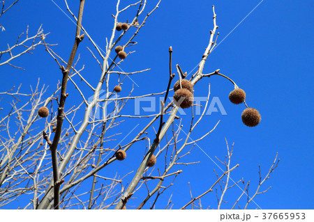 プラタナスの果実 37665953