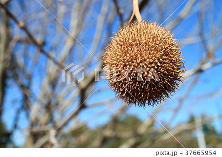 プラタナスの果実 37665954
