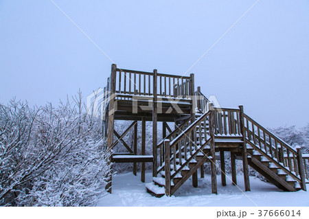 雲仙　絹笠山展望台からの雪景色　【長崎県雲仙市】 37666014