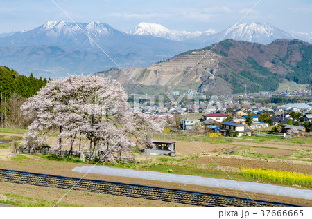 信州の風景 黒部のエドヒガン桜 長野県高山村 信州の風景 黒部のエドヒガン桜 長野県高山村 37666665