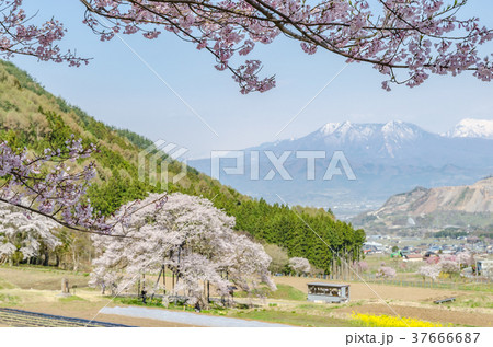信州の風景 黒部のエドヒガン桜 長野県高山村 信州の風景 黒部のエドヒガン桜 長野県高山村 37666687
