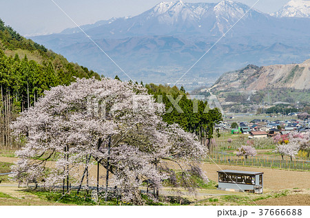 信州の風景　黒部のエドヒガン桜　長野県高山村　 37666688