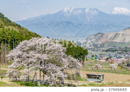 信州の風景 黒部のエドヒガン桜 長野県高山村 信州の風景 黒部のエドヒガン桜 長野県高山村 37666689