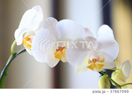 白い花 白い花 37667099