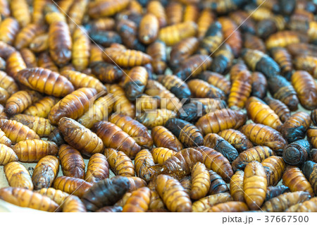 Pupa silkworm is hatched before becoming butterfly 37667500