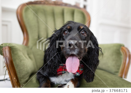 Dog spaniel in a red bow tie in the interior of 37668171