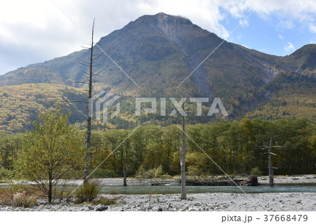 大正池からの焼岳　立ち枯れの木 37668479
