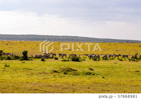 Herd of zebras grazing in the savannah  37668981