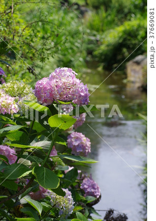 川辺に咲く紫陽花 愛媛県西条市 ホタルの里にて の写真素材