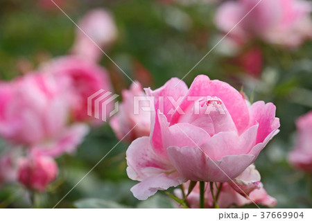 ローズピンクが美しいバラ 37669904