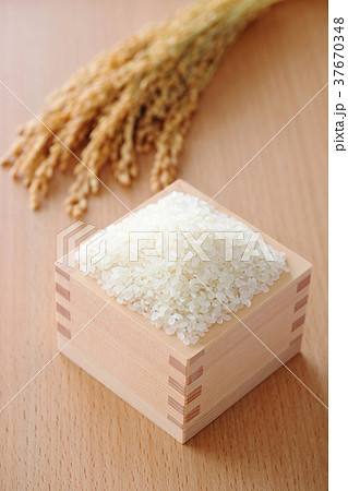 お米　稲穂 37670348